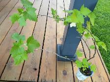 Black Currant fruit plant Great leaves for tea Great producer - Photo 4