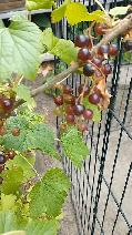 Black Currant fruit plant Great leaves for tea Great producer - Photo 5