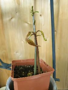 2 Mango fruit tree Indoor plant - Photo 2