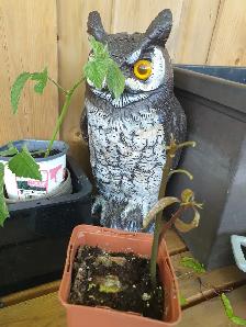 2 Mango fruit tree Indoor plant - Photo 3
