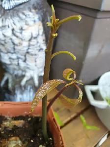 2 Mango fruit tree Indoor plant - Photo 5
