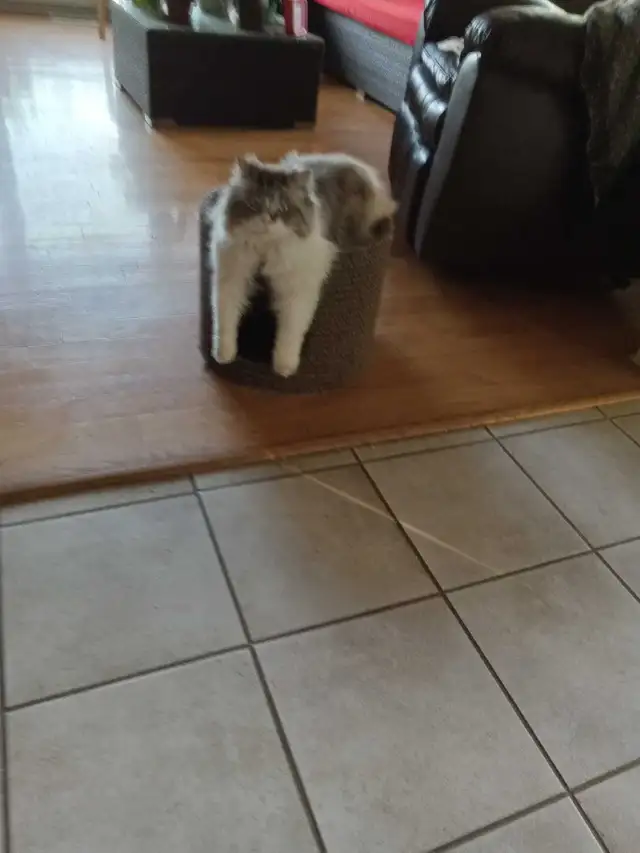 CHAT RAGDOLL SEAL POINT $500
