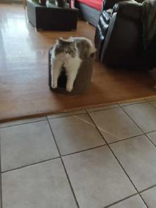 CHAT RAGDOLL SEAL POINT $500