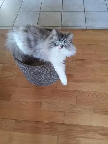 CHAT RAGDOLL SEAL POINT $500 - Photo 2