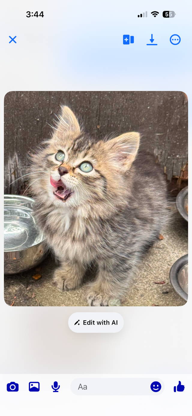 Adorable Fluffy Tabby Kitten