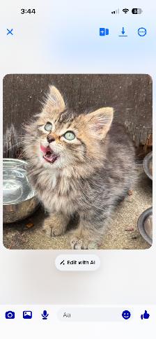 Adorable Fluffy Tabby Kitten