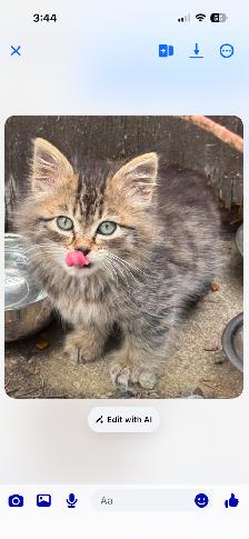 Adorable Fluffy Tabby Kitten - Photo 2