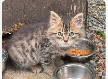 Adorable Fluffy Tabby Kitten - Photo 3