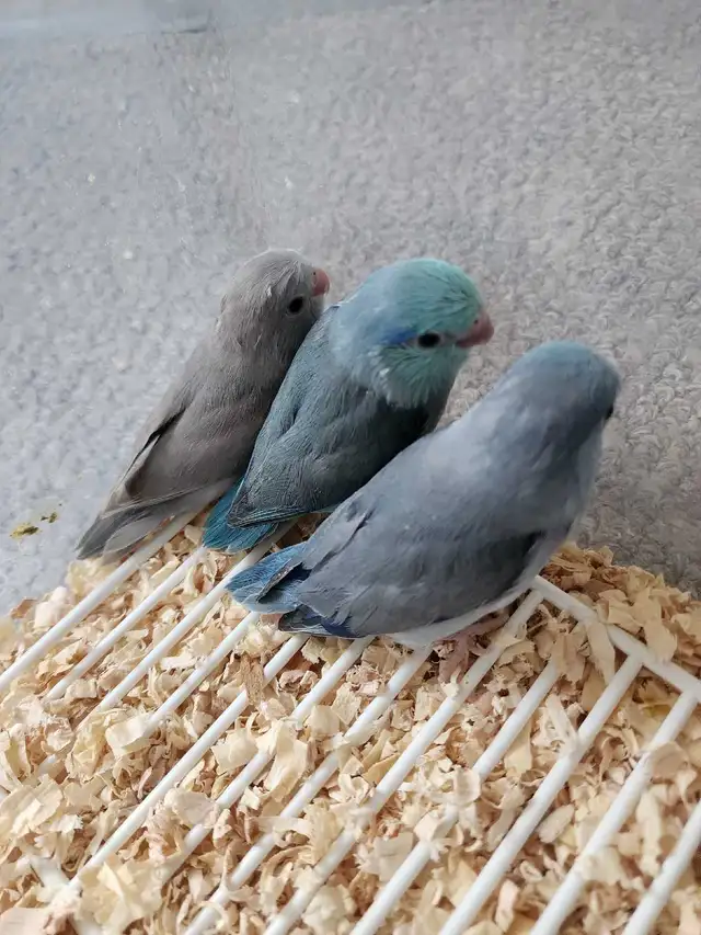 Hand-Fed and tamed Baby Parrotlets now available
