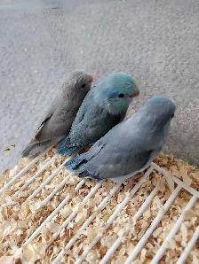 Hand-Fed and tamed Baby Parrotlets now available