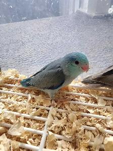 Hand-Fed and tamed Baby Parrotlets now available - Photo 2