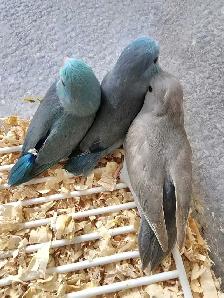 Hand-Fed and tamed Baby Parrotlets now available - Photo 3