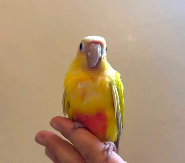Beautiful Suncheek Conure Baby – Only 1 Left!