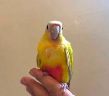 Beautiful Suncheek Conure Baby – Only 1 Left!