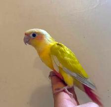 Beautiful Suncheek Conure Baby – Only 1 Left! - Photo 2