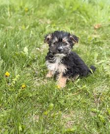 Morkie puppies available