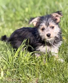 Morkie puppies available - Photo 2