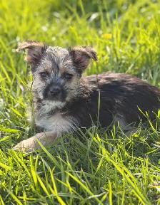 Morkie puppies available - Photo 4