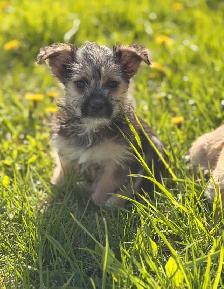 Morkie puppies available - Photo 5