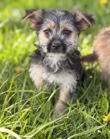 Morkie puppies available - Photo 6