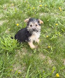 Morkie puppies available - Photo 7
