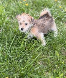 Morkie puppies available - Photo 8