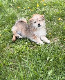 Morkie puppies available - Photo 9