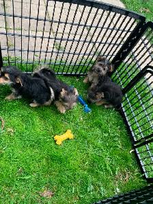 Morkie puppies available - Photo 10