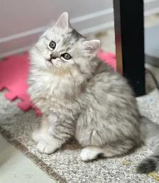 Chaton Himalayen-Persan - Photo 5