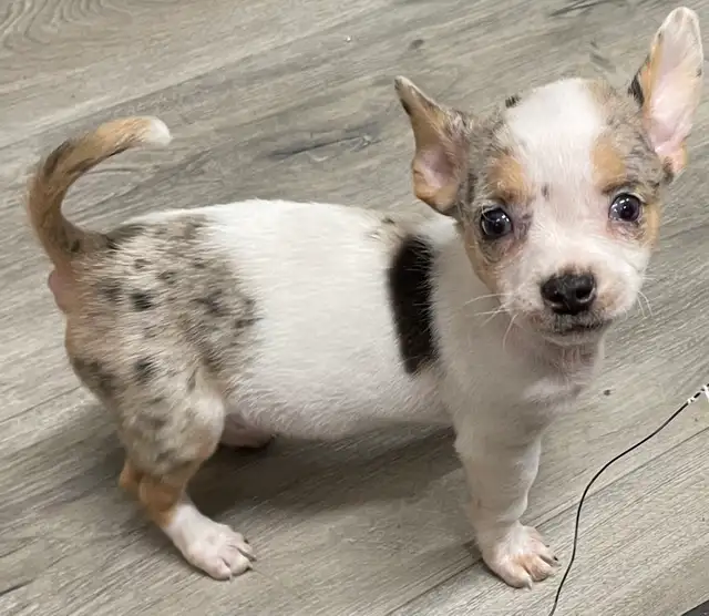 Adorable Merle Chihuahua Puppies