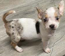 Adorable Merle Chihuahua Puppies