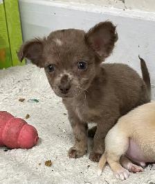 Adorable Merle Chihuahua Puppies - Photo 2