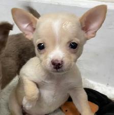 Adorable Merle Chihuahua Puppies - Photo 3