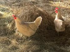 Layer  hens - Photo 2