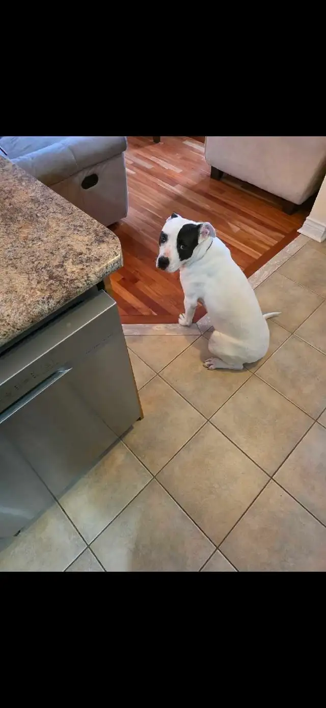 Dogo Argentino Mixed Puppy