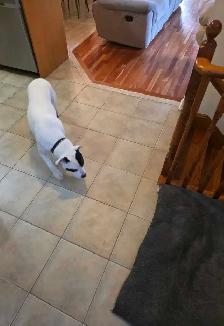 Dogo Argentino Mixed Puppy - Photo 2
