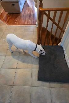Dogo Argentino Mixed Puppy - Photo 3