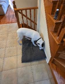 Dogo Argentino Mixed Puppy - Photo 4