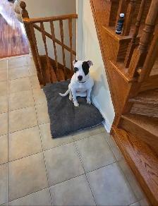 Dogo Argentino Mixed Puppy - Photo 5