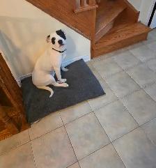 Dogo Argentino Mixed Puppy - Photo 6