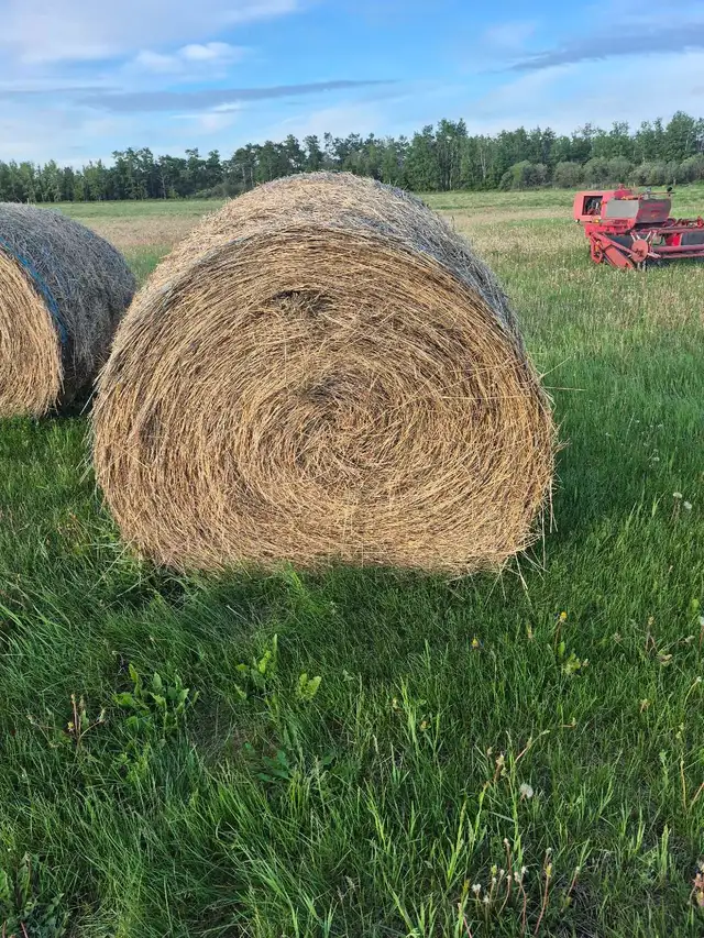 Hay for sale $100  wetaskiwin  20 round