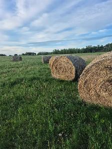 Hay for sale $100  wetaskiwin  20 round - Photo 2