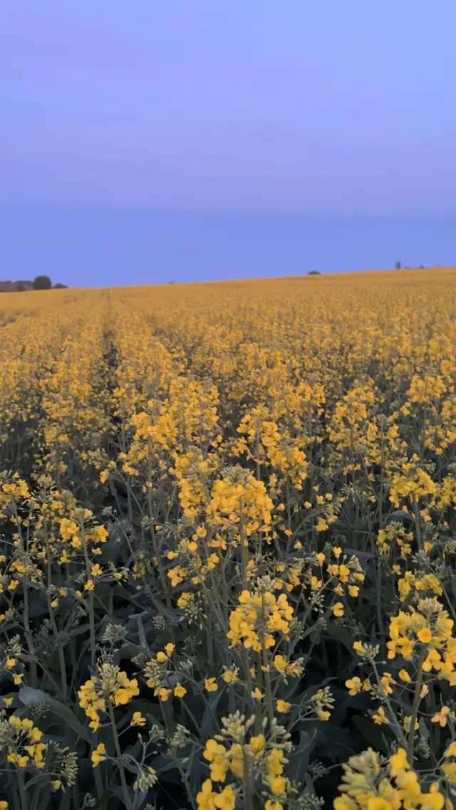 Looking for farm land to rent