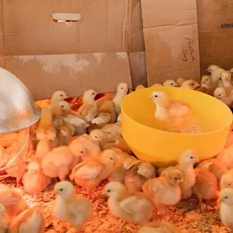 Poulets à chair à vendre – doivent partir rapidement