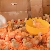 Poulets à chair à vendre – doivent partir rapidement