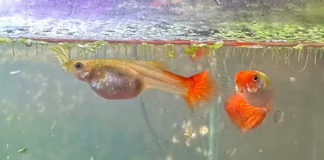 Koi Guppies