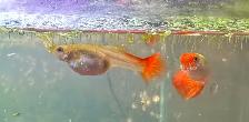 Koi Guppies