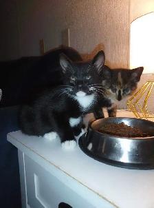 Cute boy kitten - Photo 2