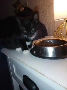 Cute boy kitten - Photo 3