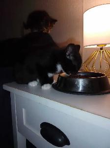 Cute boy kitten - Photo 4